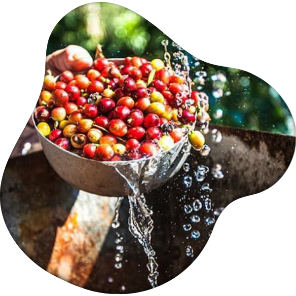 cherry selection