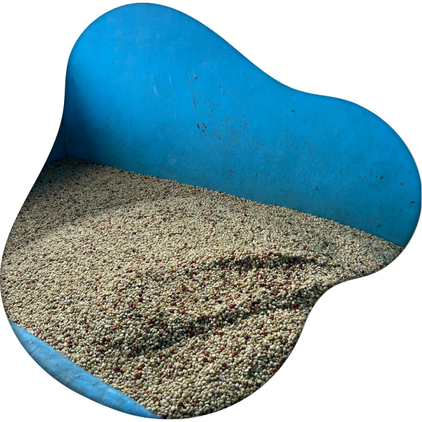 fermentation