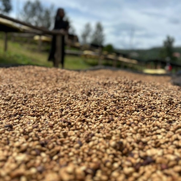 honey process 2