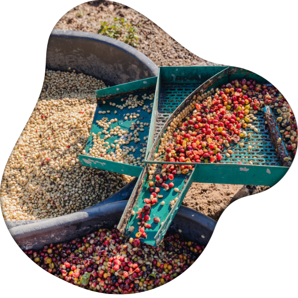 pulping